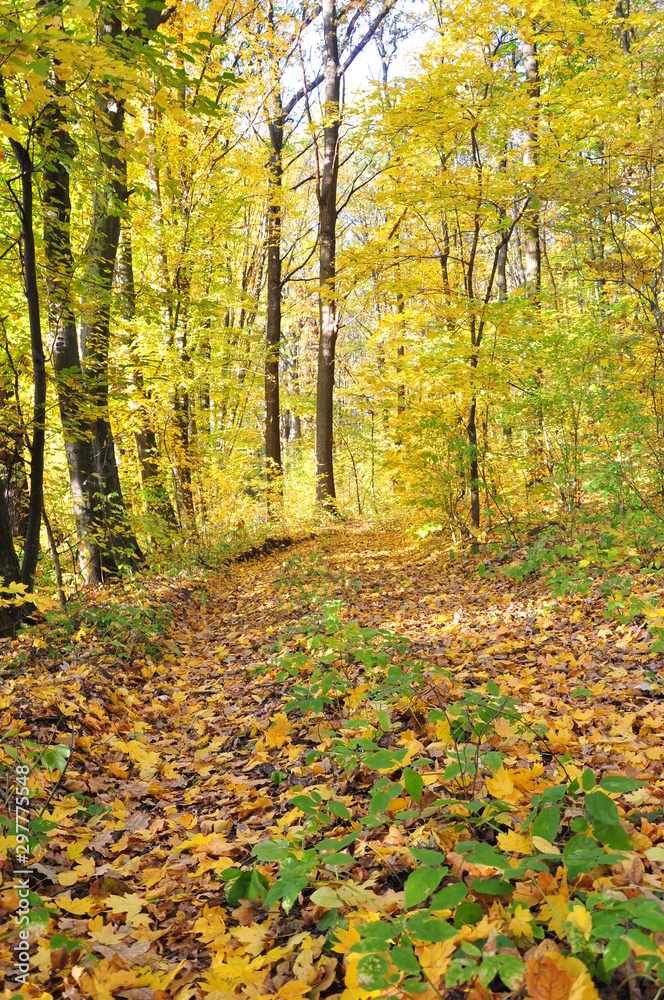 golden autumn in the forest golden autumn in the forest