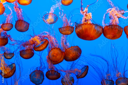 beautiful orange jellyfish