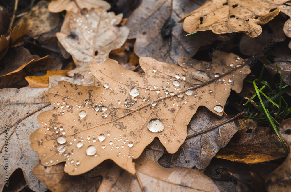 Dry autumn oak tree leaf Dry autumn oak tree leaf