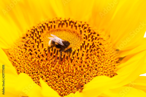 beautiful sunflower photo