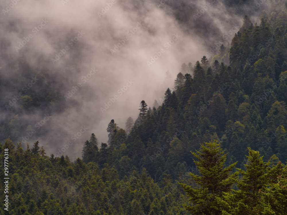 Niebla entre pinos