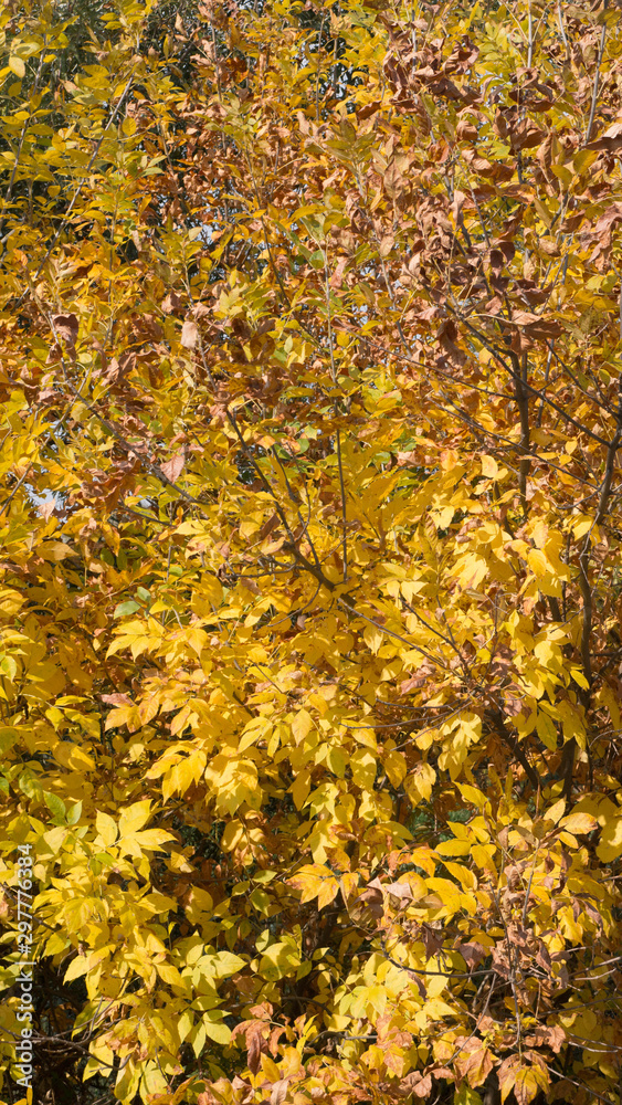Colorful trees and leaves in autumn on a sunny day. Colorful trees and leaves in autumn on a sunny day.