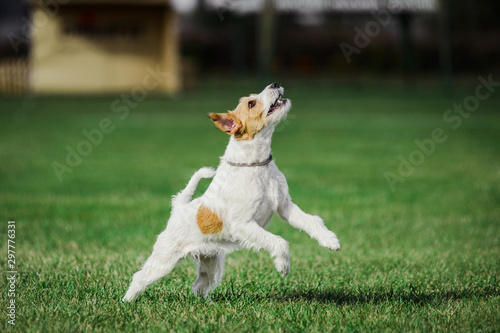 Fotografija parson russell terrier ready to jump high to catch flying disk