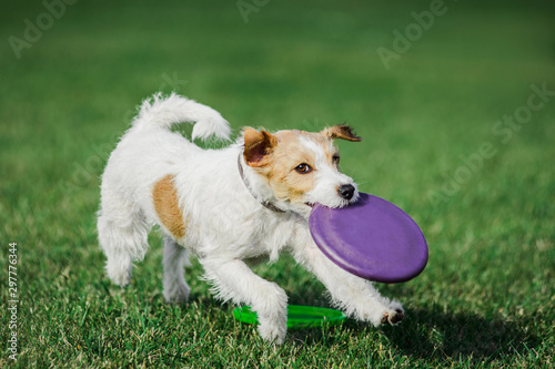 parson russell terrier catching flying disk