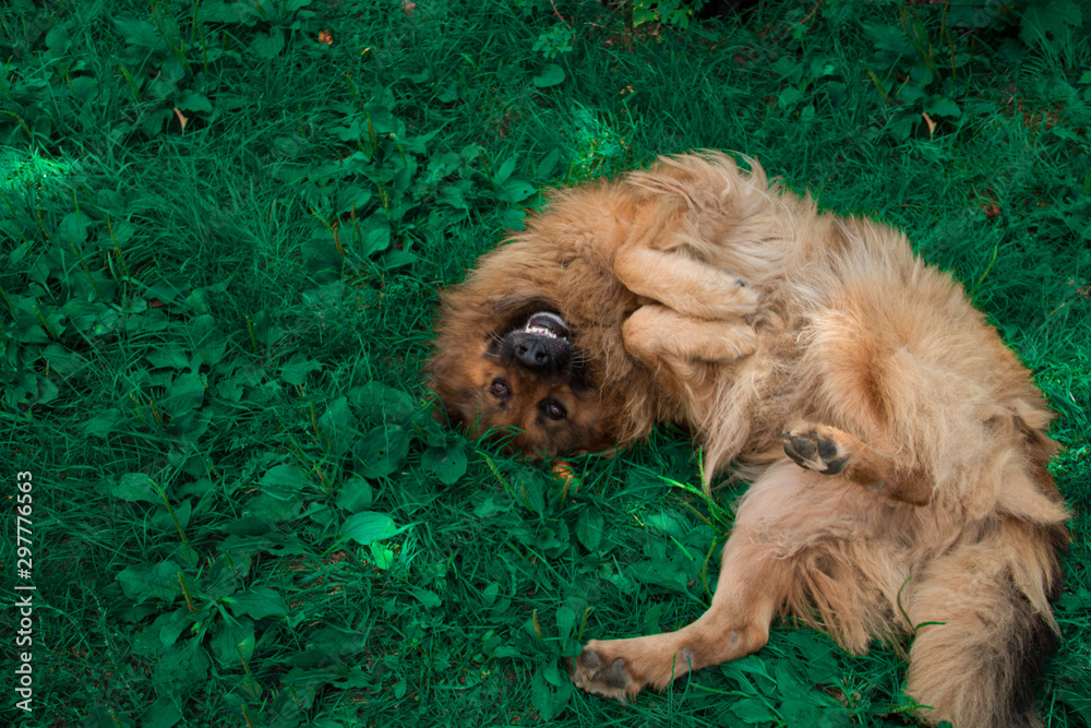 Fototapeta premium dog lying on the grass