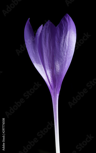 A beautiful macro photo of a purple flower
