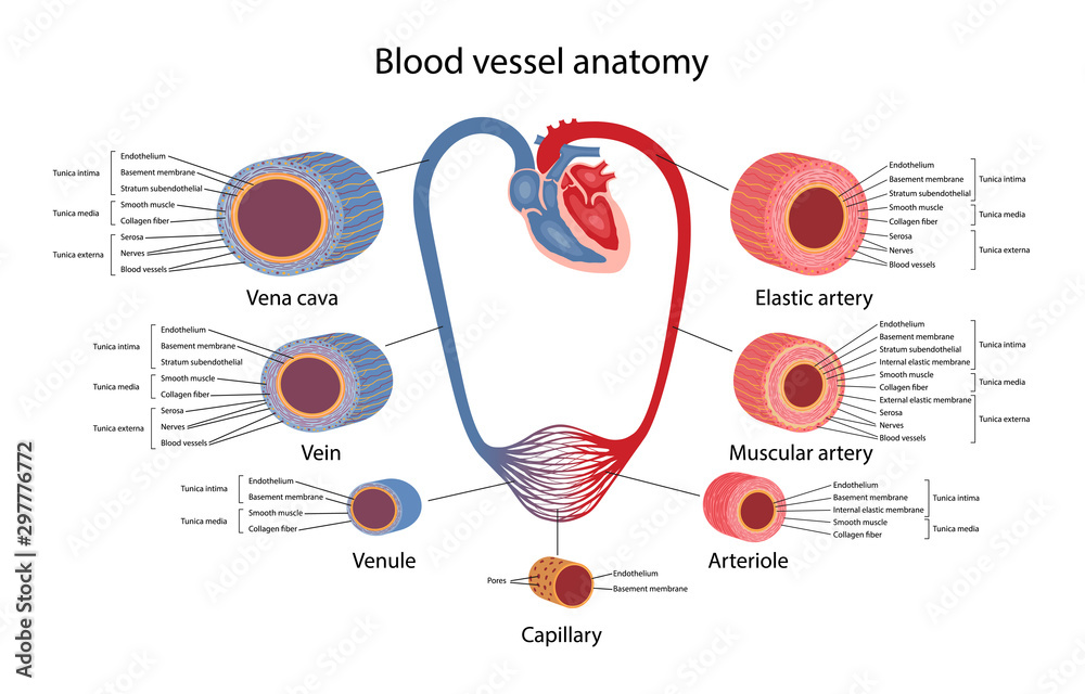 Circulatory system. Blood vessels anatomy with description of the main ...