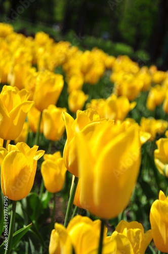 yellow tulips in the garden