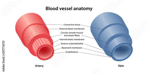 The human circulatory system. Blood vessels anatomy of artery and veins. Cross section with description of the main parts. Vector illustration.
