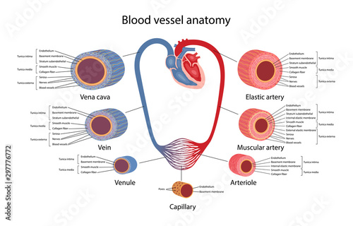 Circulatory system. Blood vessels anatomy with description of the main parts of aorta, elastic artery, muscular artery, arterioles, capillaries, venules and veins. Vector illustration.