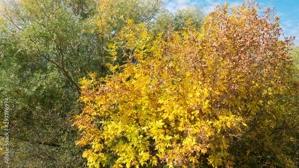 Colorful trees and leaves in autumn on a sunny day. Colorful trees and leaves in autumn on a sunny day.
