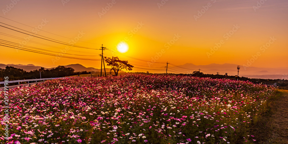 コスモスの花 夕焼けを背景に美しく咲きました 阿蘇山より Cosmos Flower Blooming Beautifully Against The Sunset From Mount Aso Stock Photo Adobe Stock