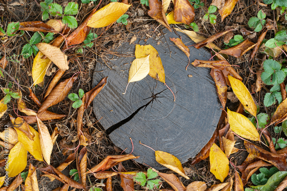 Yellow and brown autumn leaves on a stump. Yellow and brown autumn leaves on a stump.