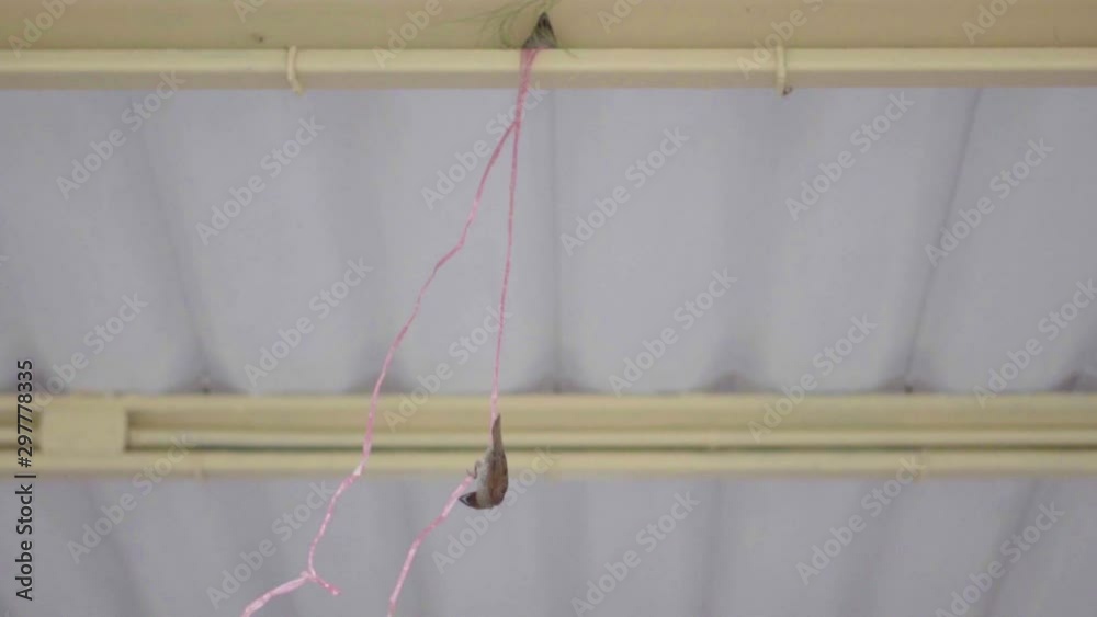 A small bird carried a rope to make a nest on the roof of the house. A small bird carried a rope to make a nest on the roof of the house.