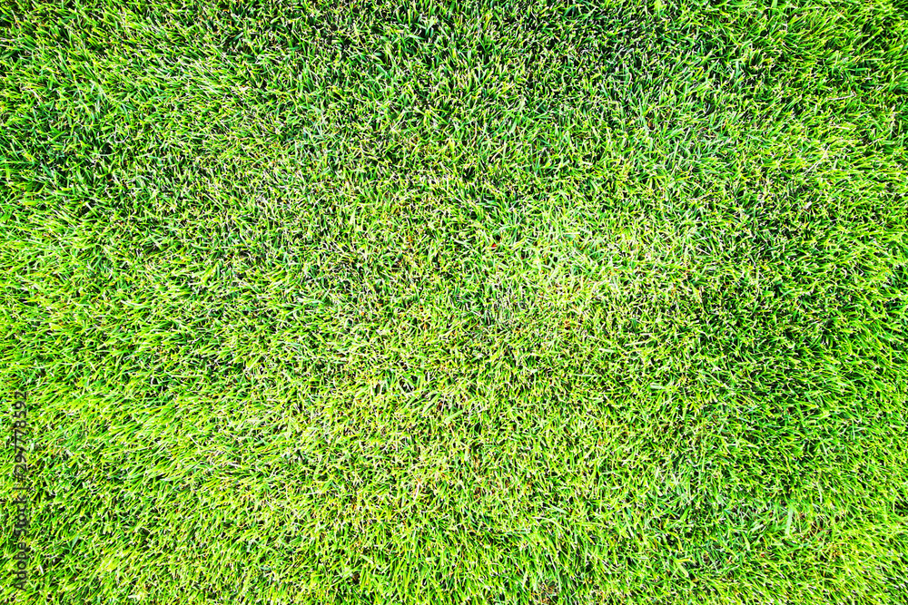 Fototapeta premium green grass texture