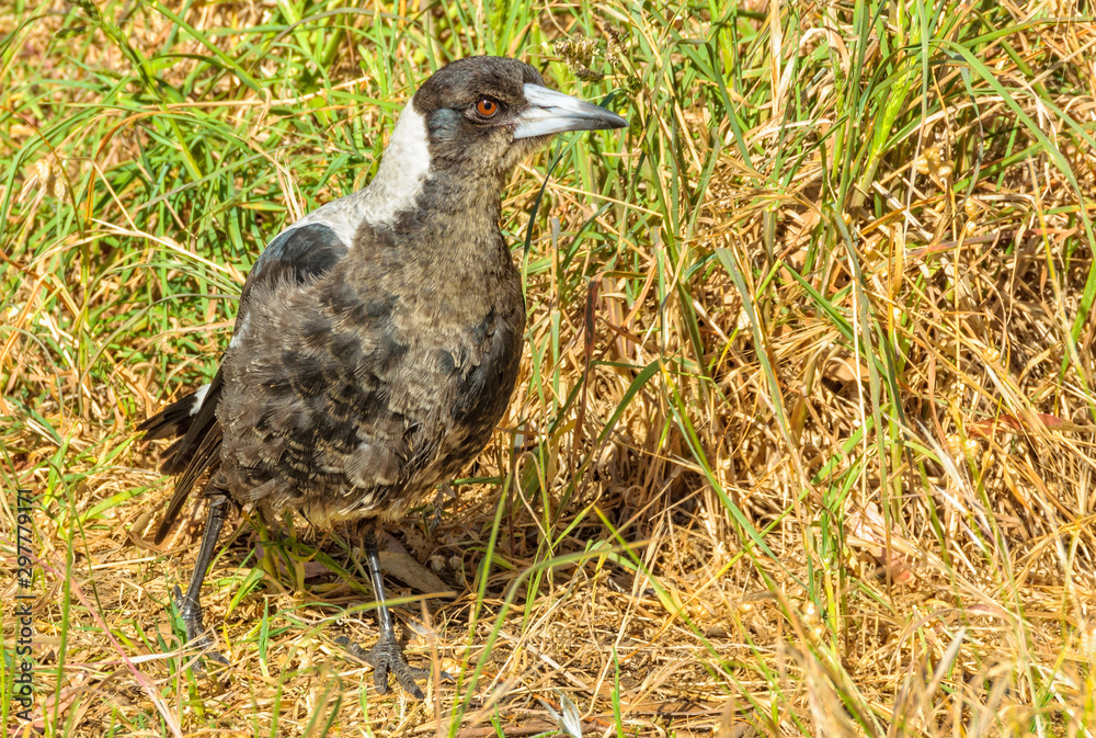 Fototapeta premium The Australian magpie spends much time on the ground - Lorne, Victoria, Australia