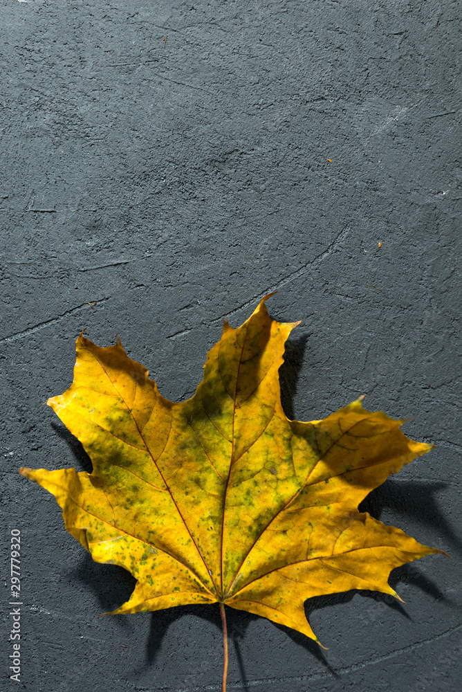 yellow maple leaf on dark background yellow maple leaf on dark background