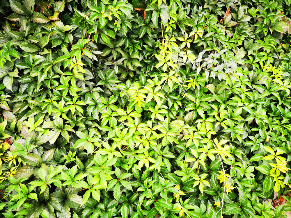 Obraz premium abstract green leaves texture