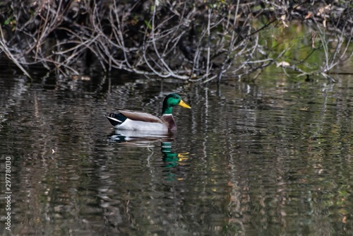 Colorful male mallard duck swims above his reflection in the pond water near shoreline.