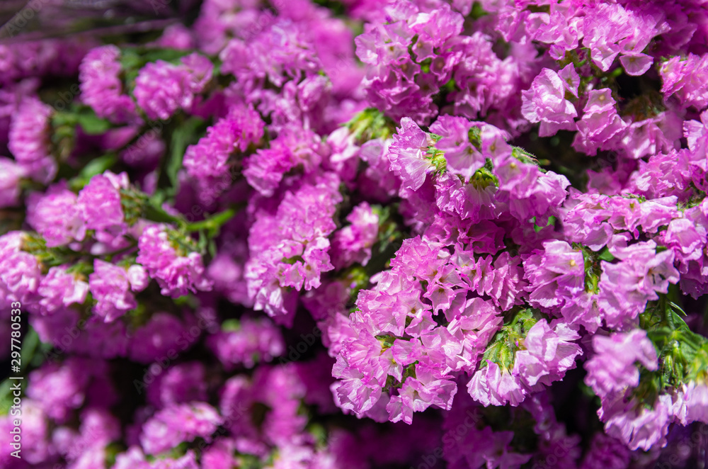 Bunch of purple Perez's sea lavender (Limonium perezii) - close up - selected focus - text space Bunch of purple Perez's sea lavender (Limonium perezii) - close up - selected focus - text space