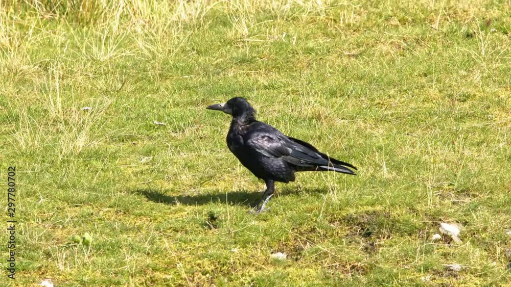 Ceow, Rook, bird, foraging in grass and moss looking for ants. Slow motion 150fps Ceow, Rook, bird, foraging in grass and moss looking for ants. Slow motion 150fps