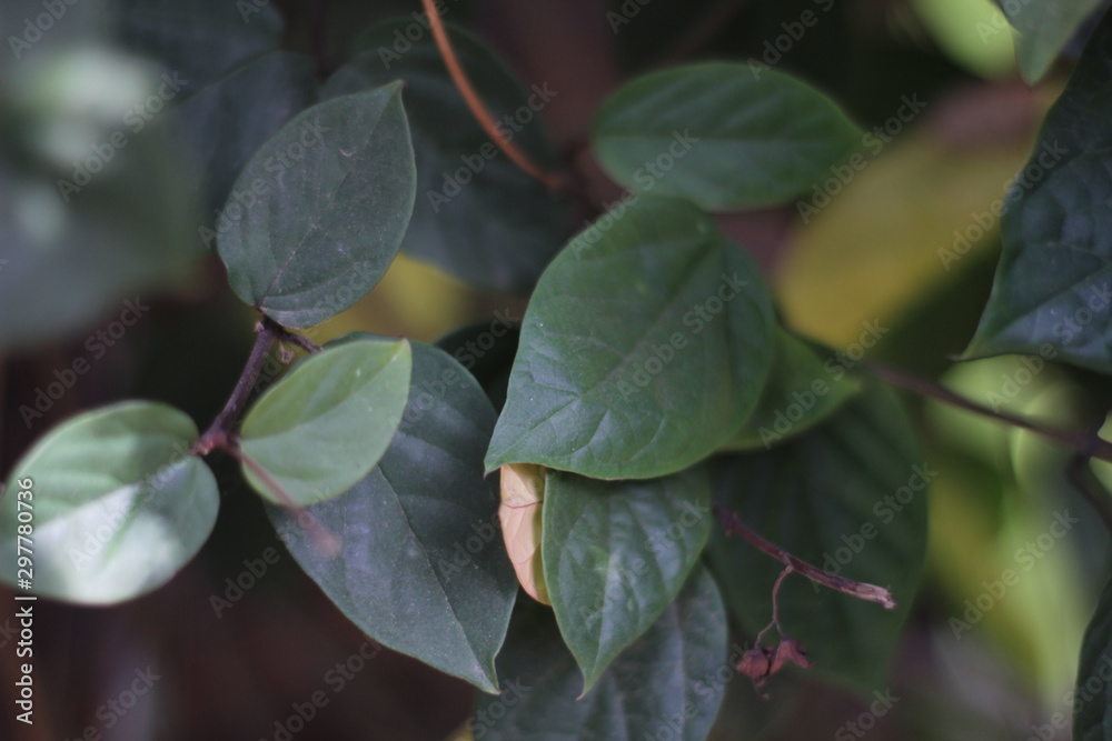 tree leaves background, tropical freshness green leave tree leaves background, tropical freshness green leave