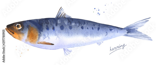 Herring fish. Watercolor illustration isolated on white background