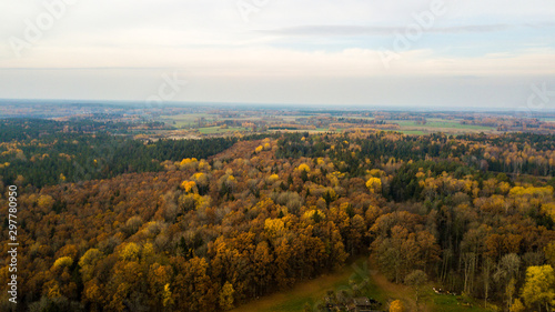 forest in autumn season