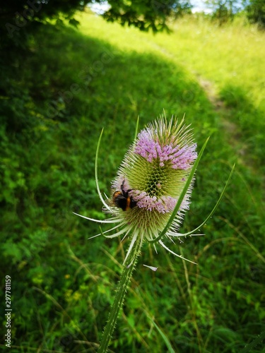 bumblebee