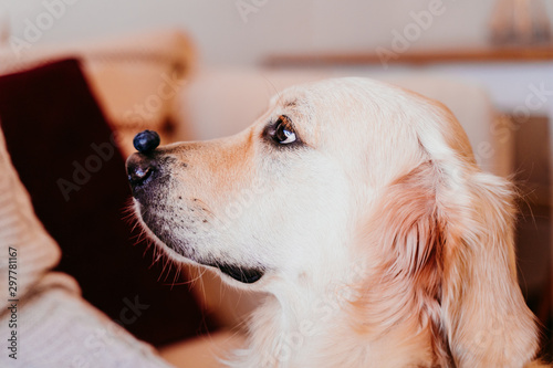 cute golden retriever dog at home holding a blueberry on his snout. adorable obedient pet. Home, indoors and lifestyle