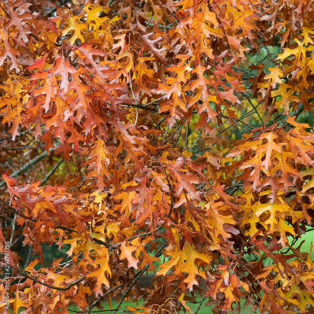 Oak leaves in autumn Oak leaves in autumn