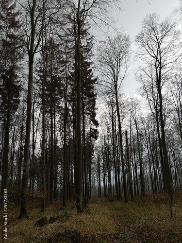 Nadelbäume