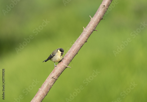 Blue Tit