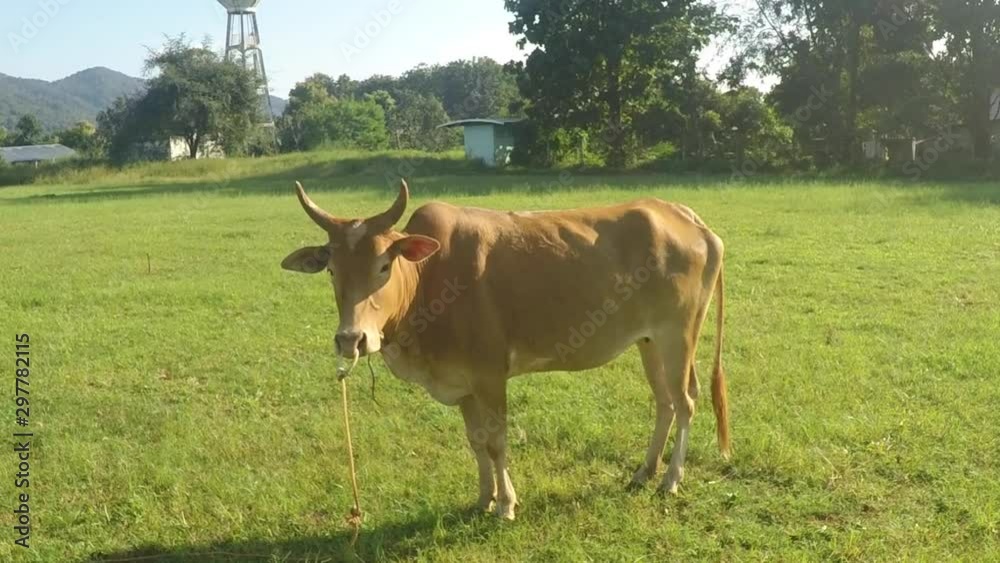 Video clip Thai breed of bull standing at the green field Video clip Thai breed of bull standing at the green field