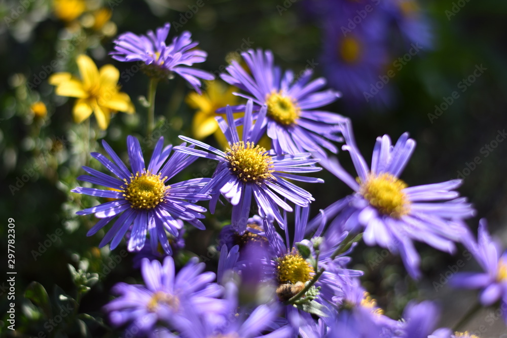 Violette Herbstastern Violette Herbstastern