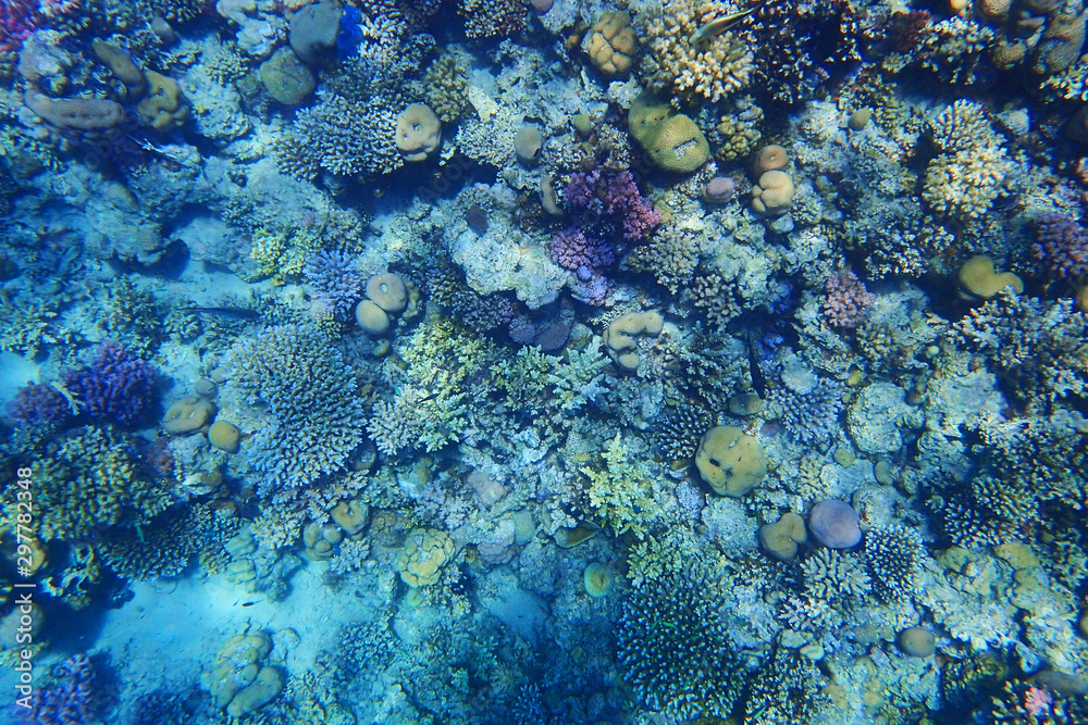 Fototapeta premium coral reef in Egypt
