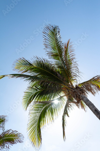 palmier soleil réunion