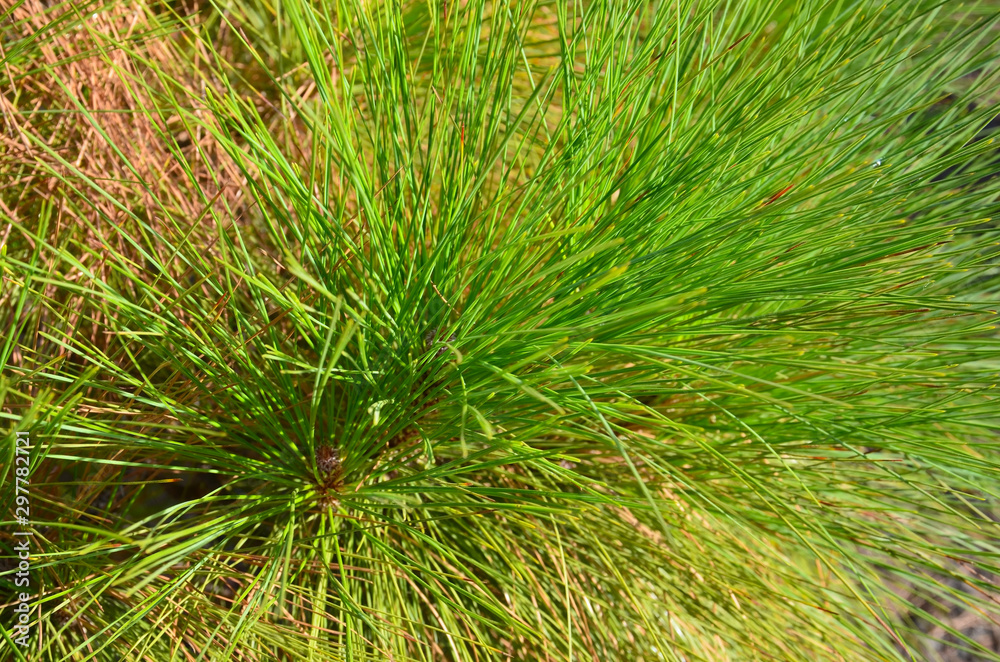 Pinus canariensis as a background. Canarian pine close up.Selective focus. Pinus canariensis as a background. Canarian pine close up.Selective focus.