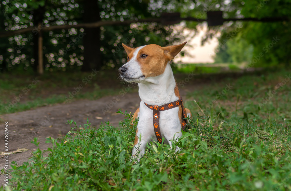 Outdoor portrait of young basenji dog lying on fresh grass at roadside while waiting for master at summer season