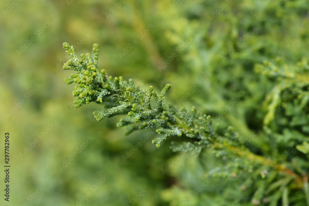 branch of a Hinoki cypress Draht branch of a Hinoki cypress Draht