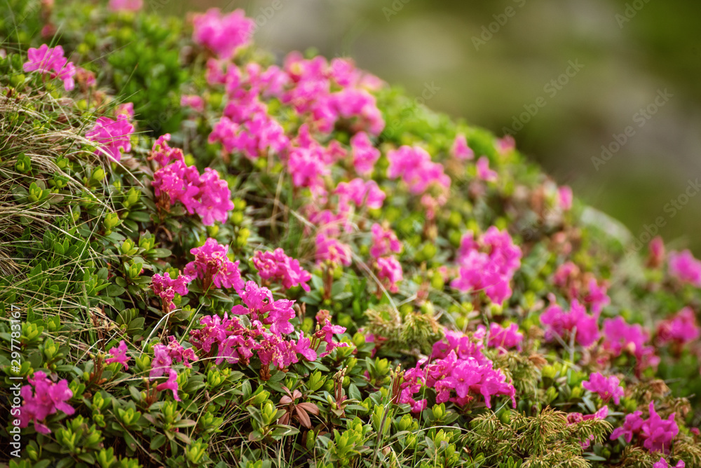Rhododendron flowers in nature