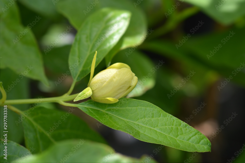 bud of a Chinese sweetshrub flower bud of a Chinese sweetshrub flower