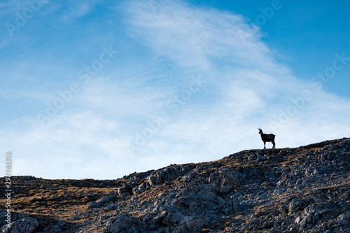 silhouette of a standing chamois in the Swiss Alps