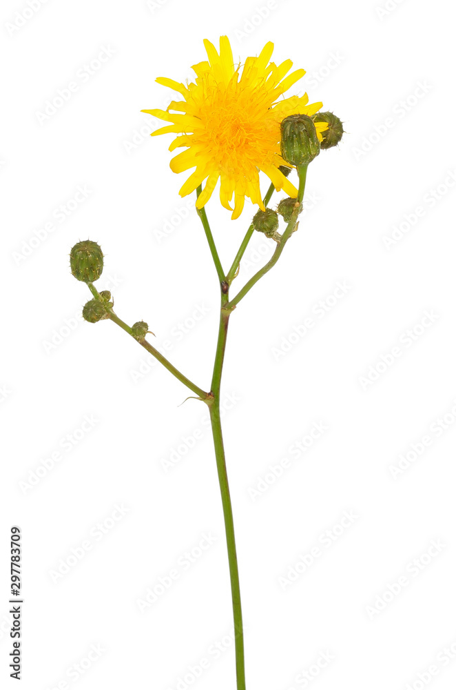 Fototapeta premium Tragopogon pratensis flower