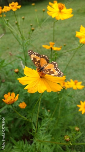 butterfly on flower © tiago