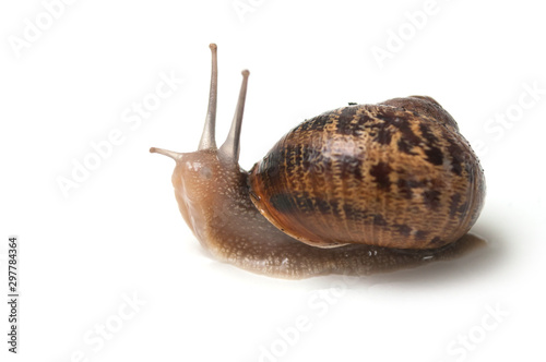 closeup of snail on white background