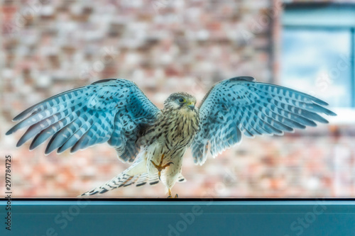 Falke landet an der Fensterscheibe photo