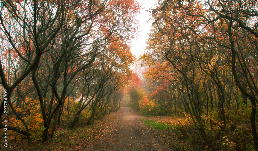 The beautiful avenue in the autumn park with a lot of trees and yellow leaves on the floor