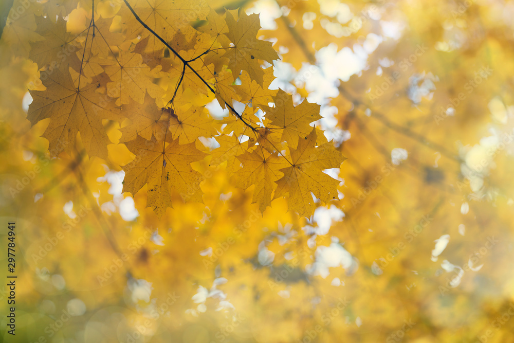 Autumn leaves on the sun Autumn leaves on the sun
