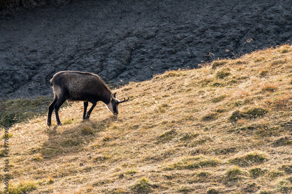 chamois on a alpine meadow in the Swiss Alps chamois on a alpine meadow in the Swiss Alps
